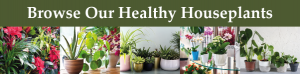 Healthy Houseplants Bespoke Banner