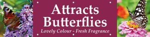 Attracts Butterflies Horizontal Banner