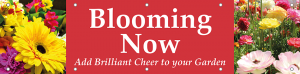Blooming Now Horizontal Banner