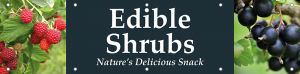 Edible Shrubs Horizontal Banner