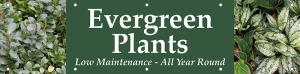 Evergreen Plants Horizontal Banner