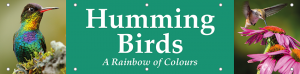 Humming Birds Horizontal Banner