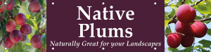 Native Plums Horizontal Banner