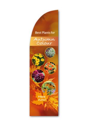 Best plants for Autumn colours feather flag