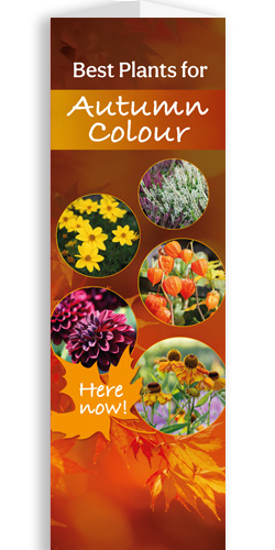 Best plants for Autumn colour bollard cover